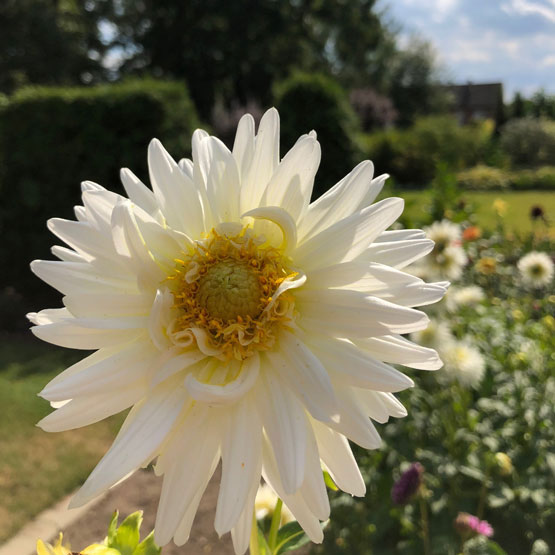 Blume Blume